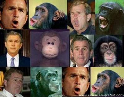 bouche.bush.et singes